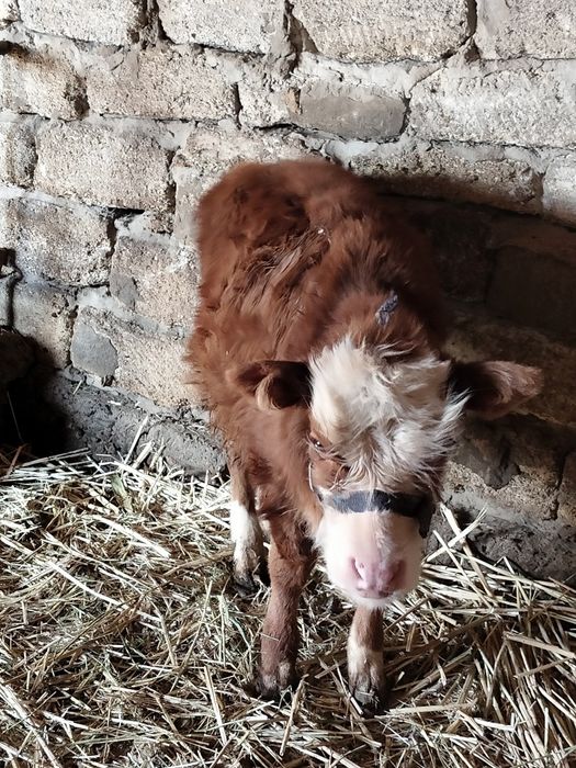 Сиыр сатылады...