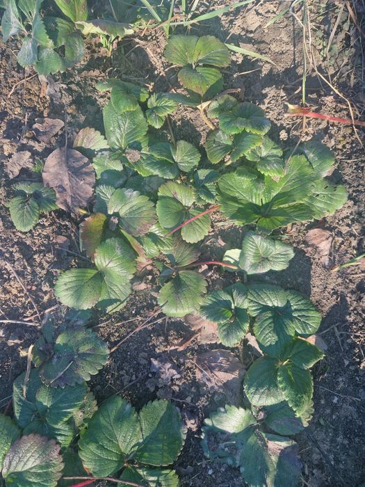 Vând stoloni de capsuni