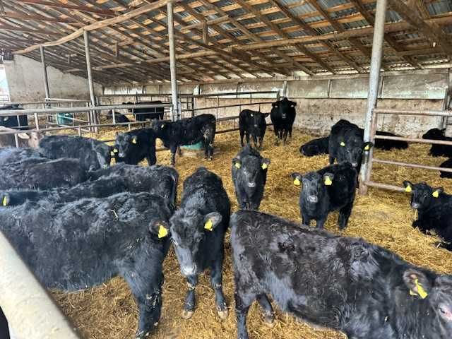 Vaci , vitei , juninci Aberdeen Angus