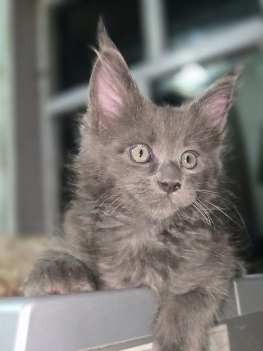 Котята породы Мейнкун