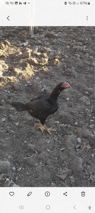 Dakan tavuq sotiladi