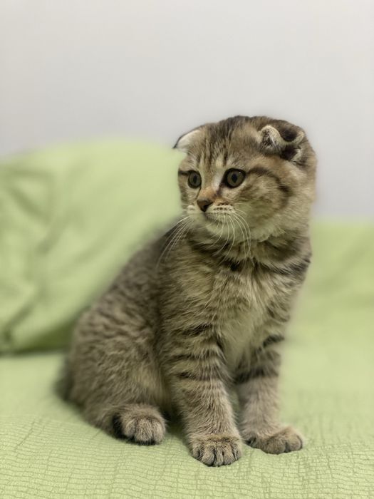 Продам котенка  Scottish Fold , девочка