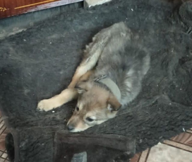 Отдам в хорошие руки