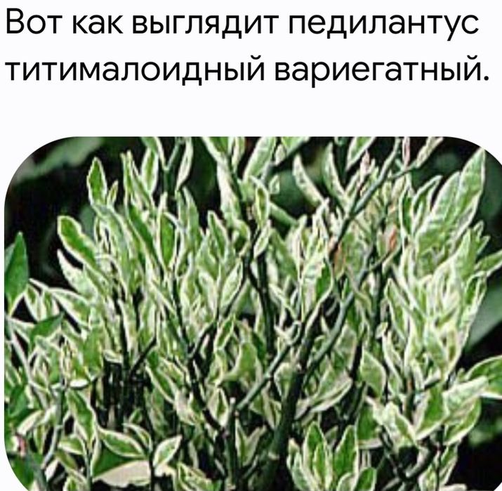 Отдам даром ростки