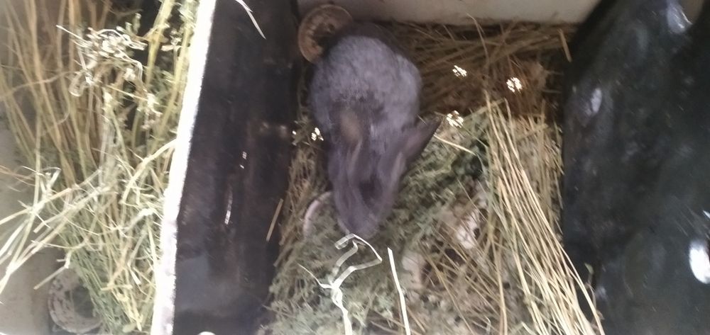 Куйонлар сотилади