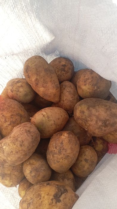 Продам  Картошка  Гала