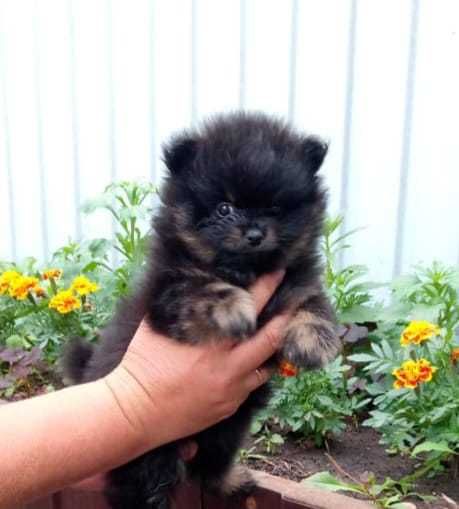 Продаются щенки шпица