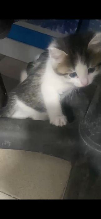 Отдам котят девочки