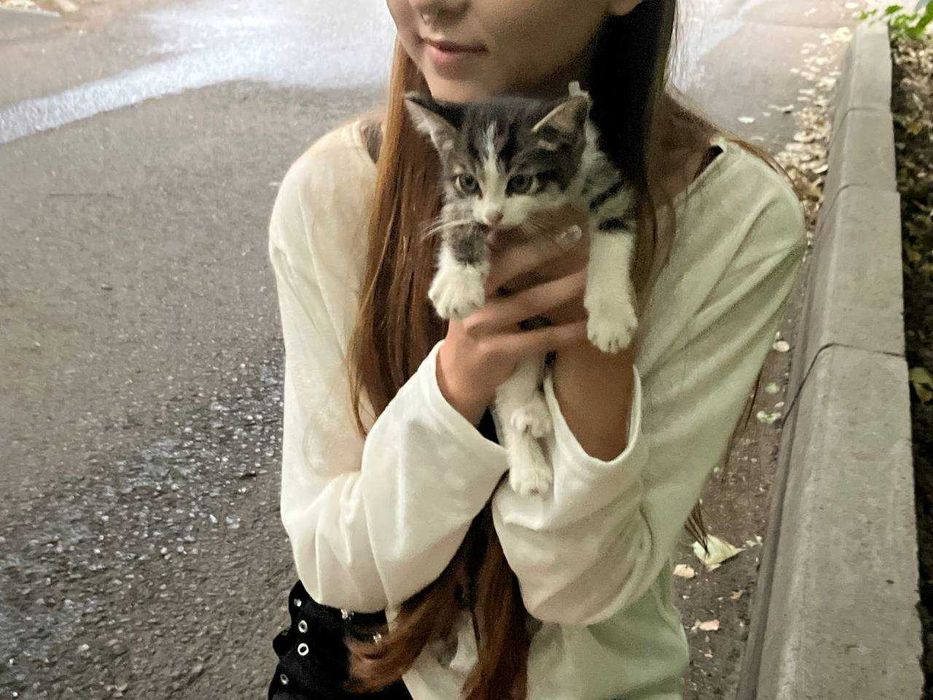 котята мальчик и девочки