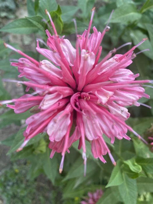 Продам морозник, садовые многолетние цветы