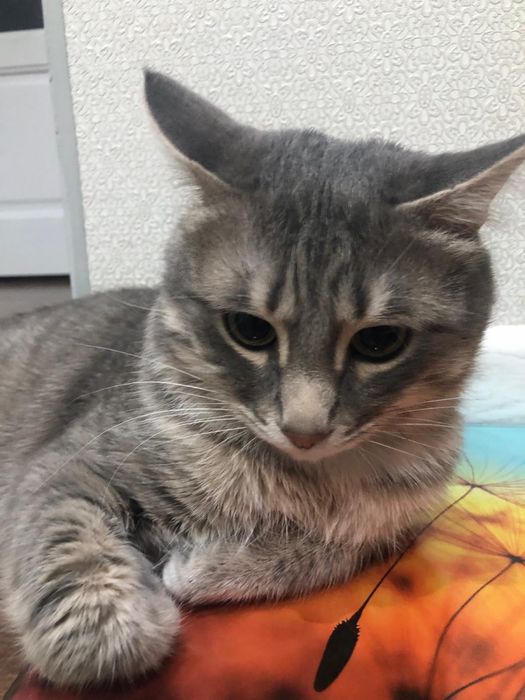 Отдаём КОТА в надёжные и любящие руки