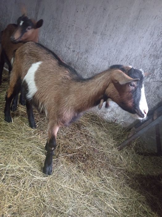 Vând capre alpine franceze