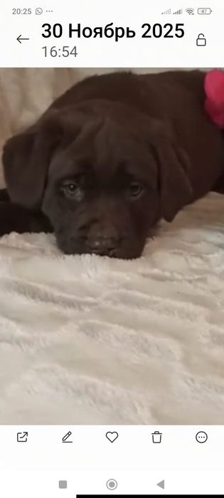 Породные детки лабрадора ретривера.