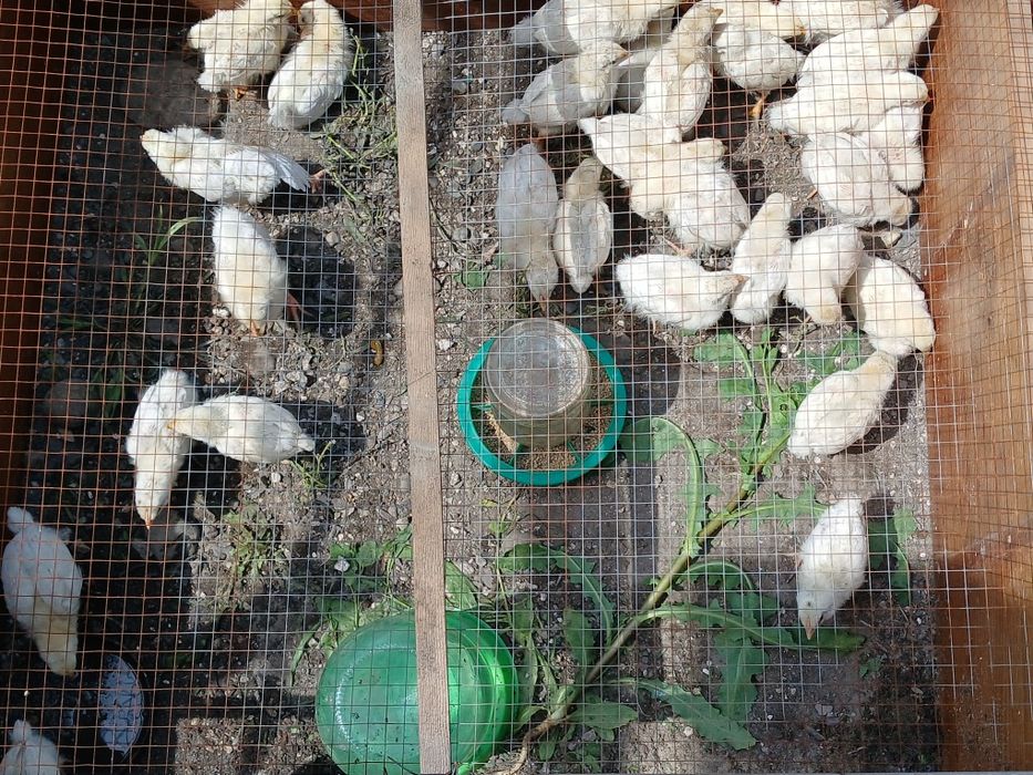 Продам цепляет  Леггорны