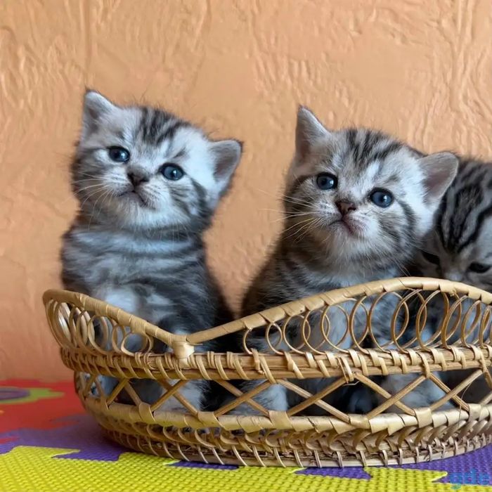 Замечательные малыши