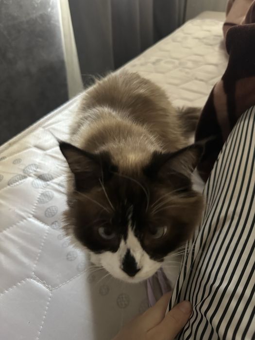 Красивая кошка бесплатно