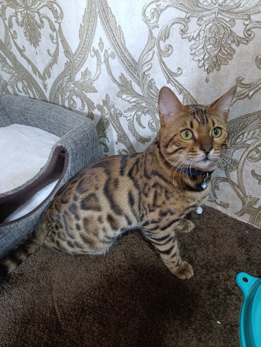 Вяска бенгальские кот