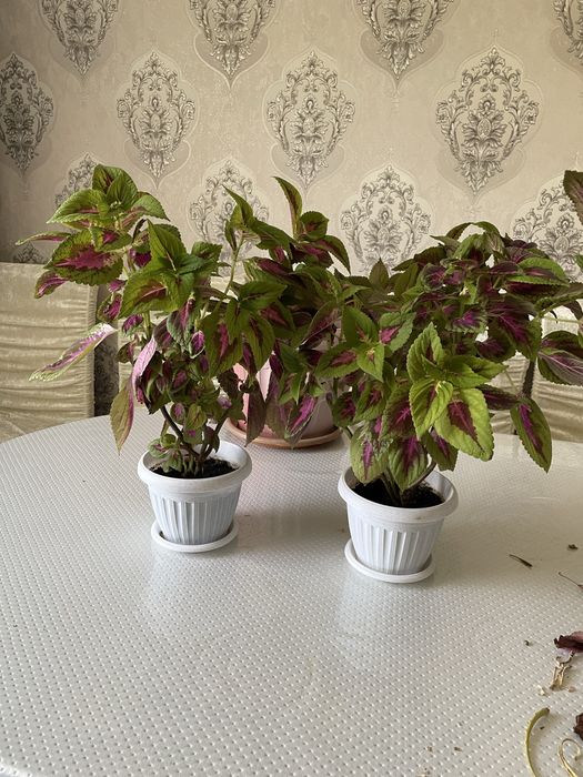 Продается комнатные цветы