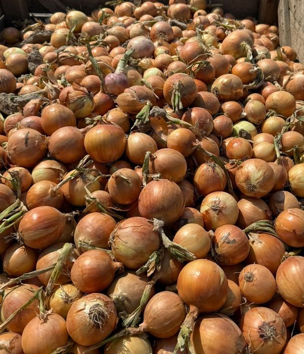 Vand ceapa galbena calibru 50-70