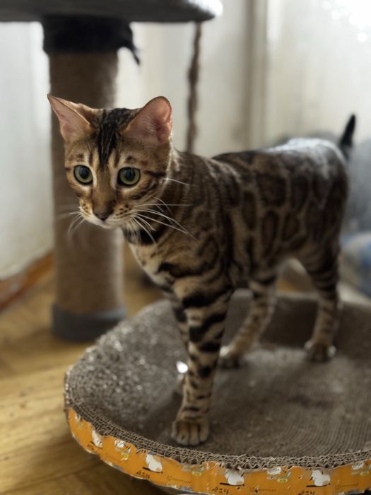 Бенгальскую кошку в разведение