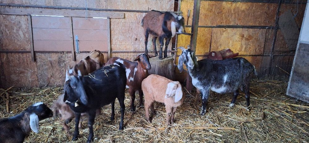 Vand capre anglo si carpatine