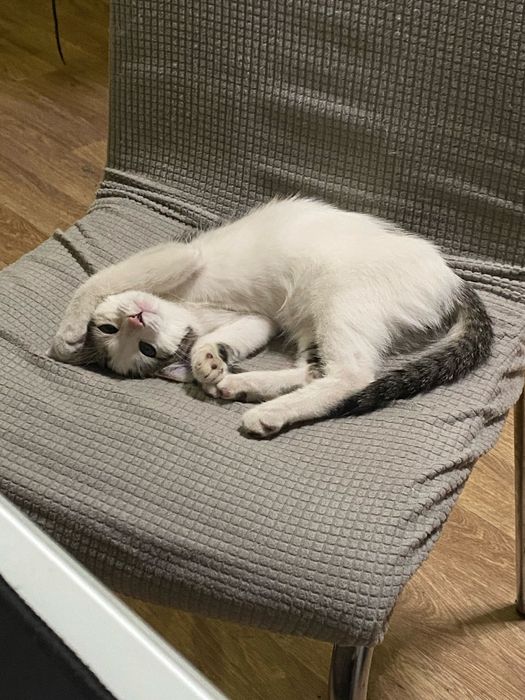 Котенок 5 месяцев