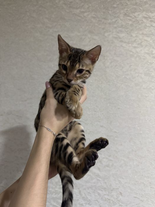 Бенгальский Котенок