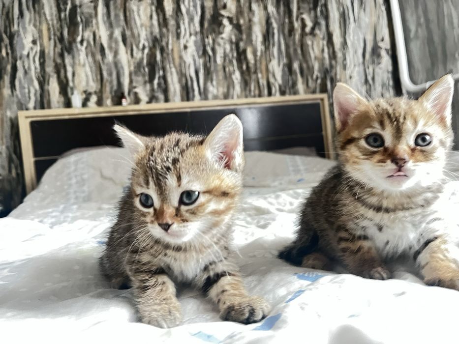 Продам 2 котят мальчик и девочка