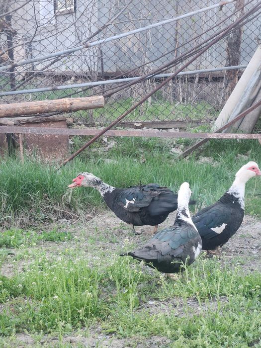 Продам недауток .