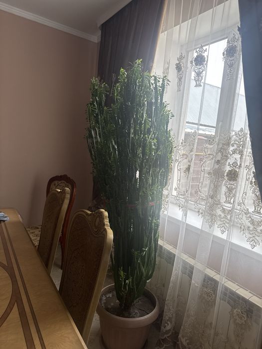 Кактус молочай очень красивое растение