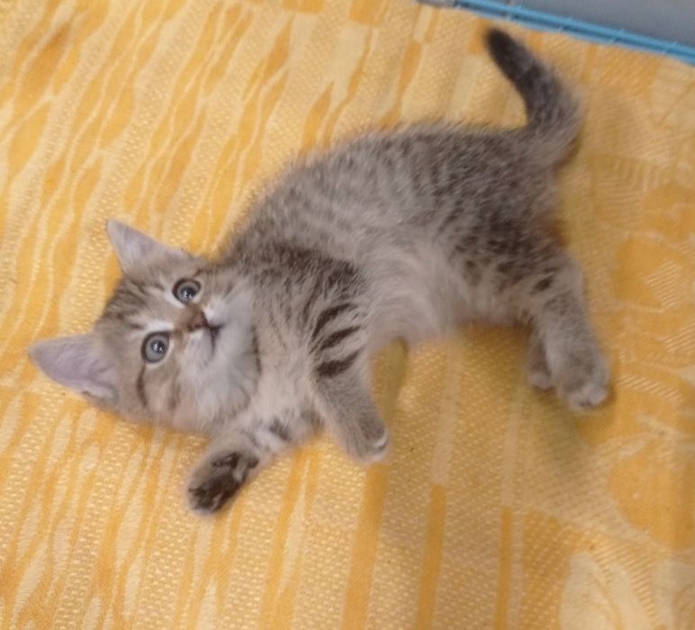 Отдам котят в добрые руки