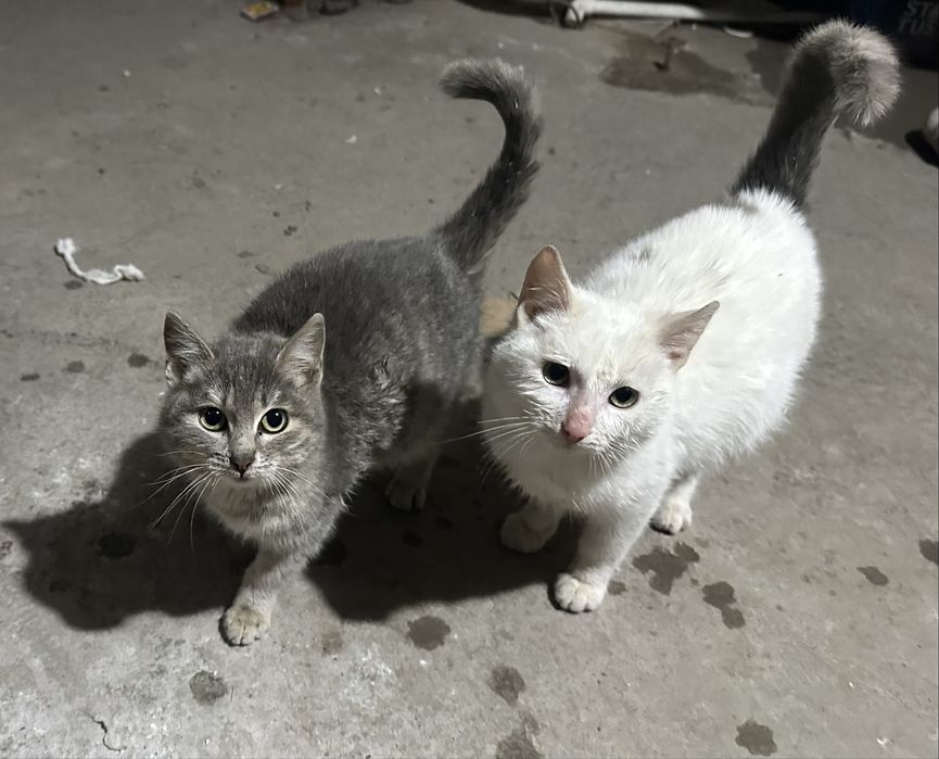 Котенок мальчик в добрые руки