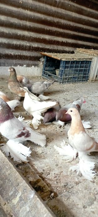 Голуби Племяные распродажа
