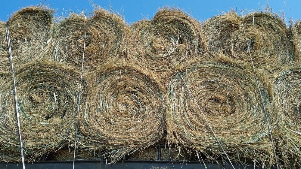 Сено жоношка жоношка