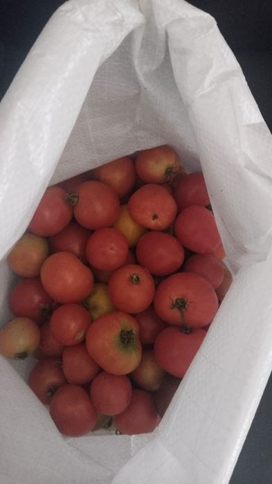 Продам помидоры домашнии