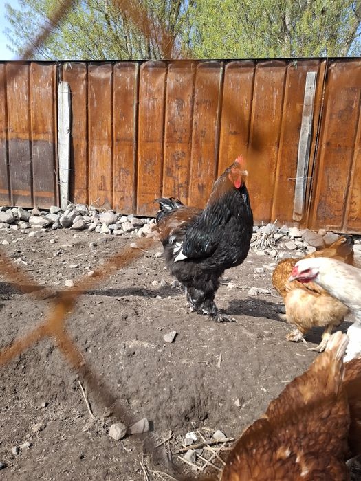 Брама Петух,молодой9мес .