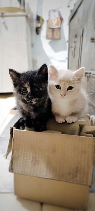Котята ищут своих людей, котенок