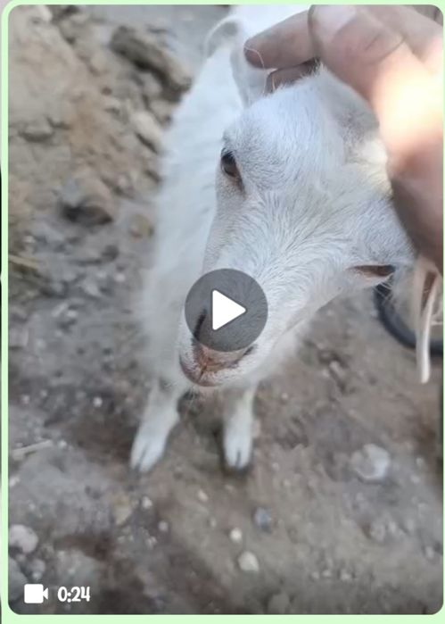 Зааненская порода