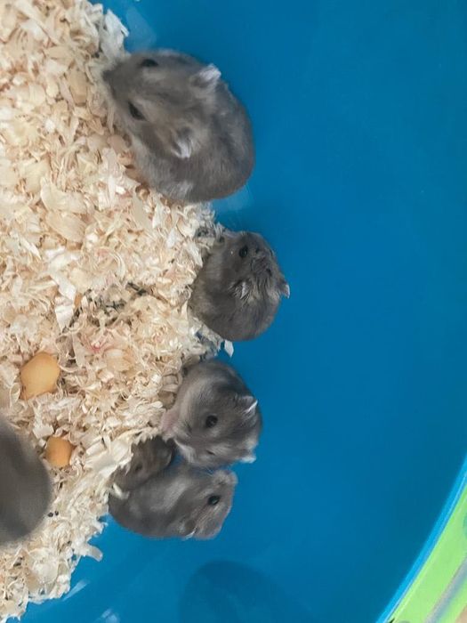 Продам хомячков ;семейка хомячков