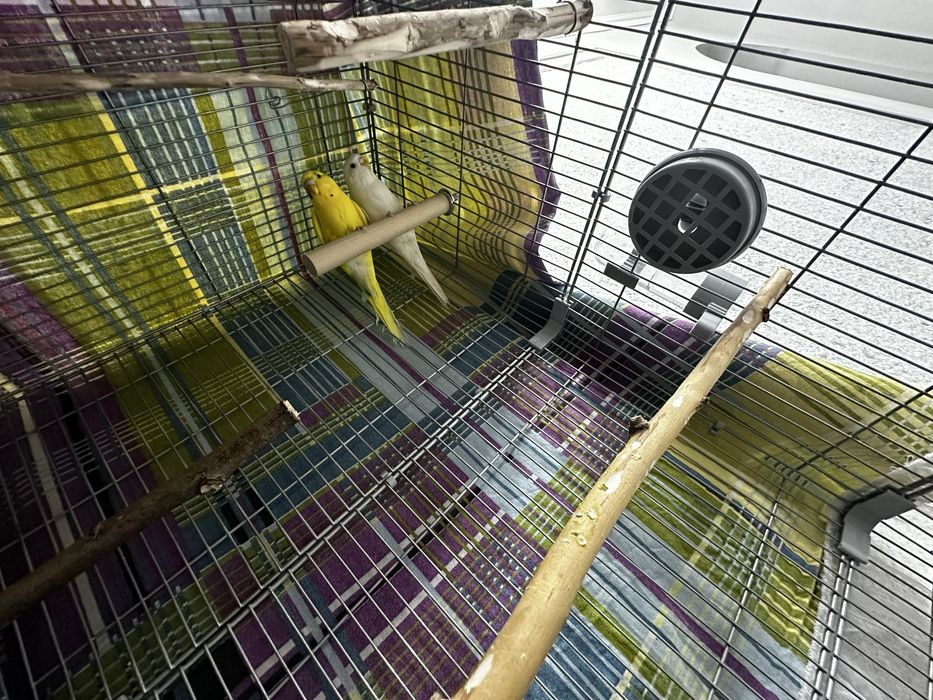 Пара волнистых попугаев,самка и самец