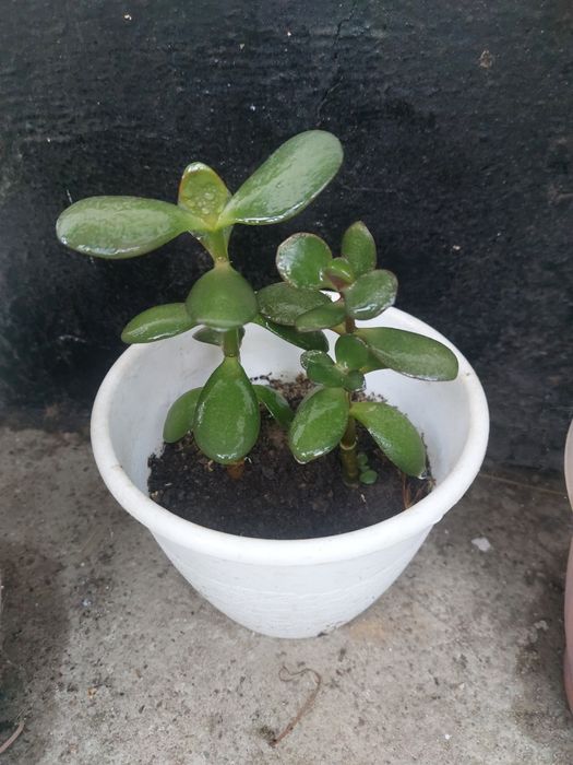 Денежное дерево. Толстянка