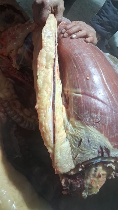 5 жас биенің еті сатылады