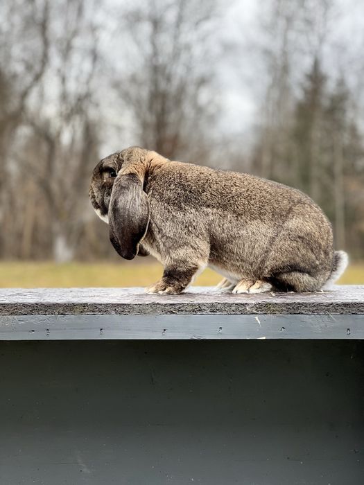 Berbec german agouti