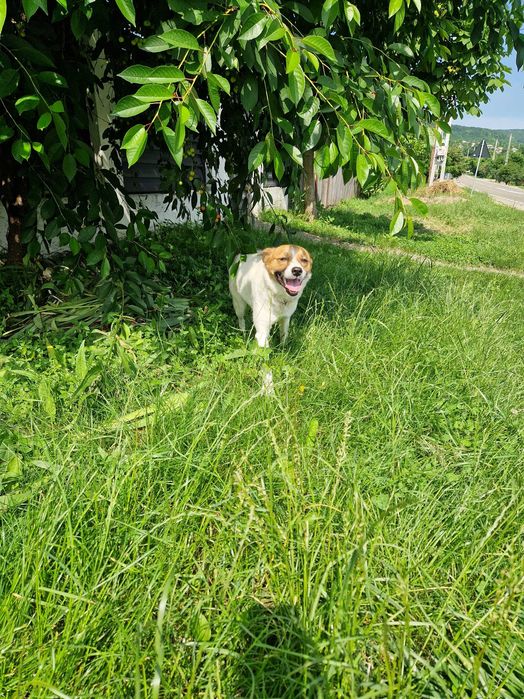 Catelusa pentru adoptie