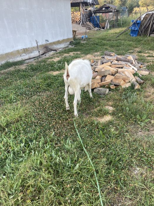 Vând țap sau schimb, tot saanen doar ca as vrea fara coarne.