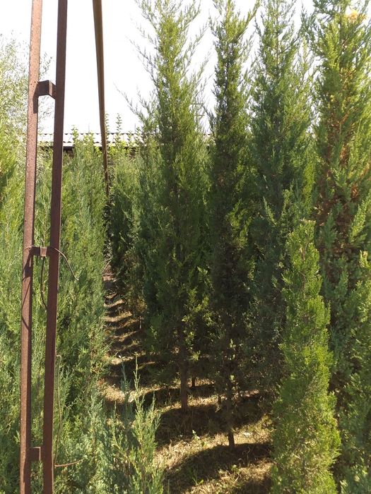 Арча манзарали тури маржевелник