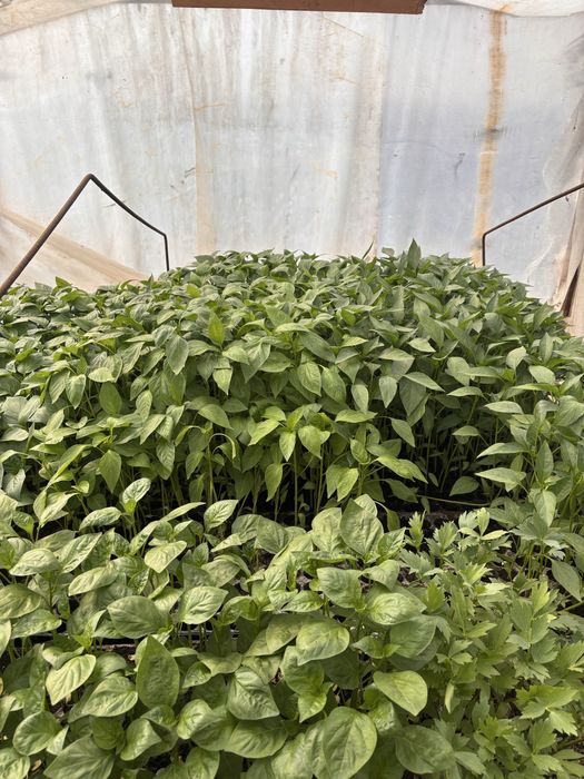 Răsaduri de vanzare