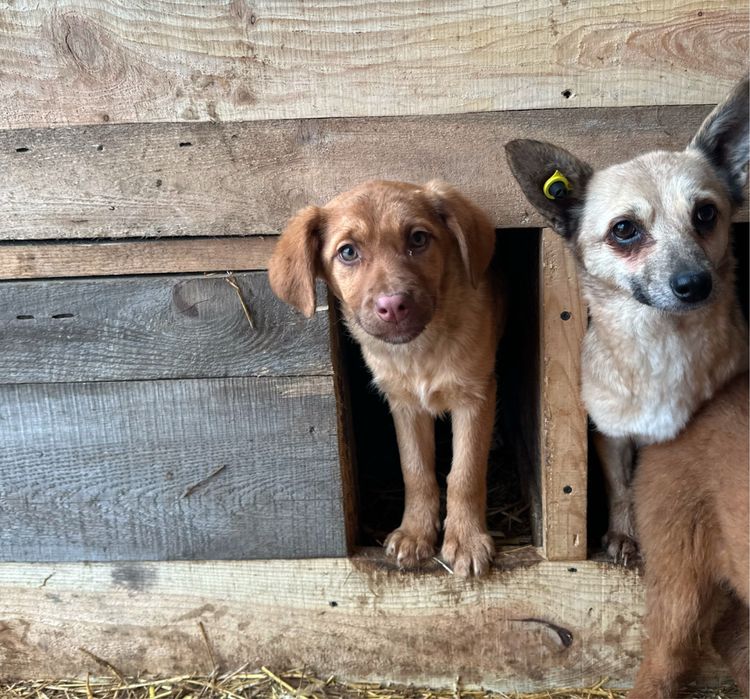 Отдам щенят в добрые руки