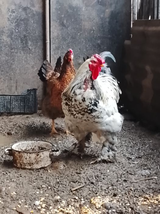 Продам оптом брама