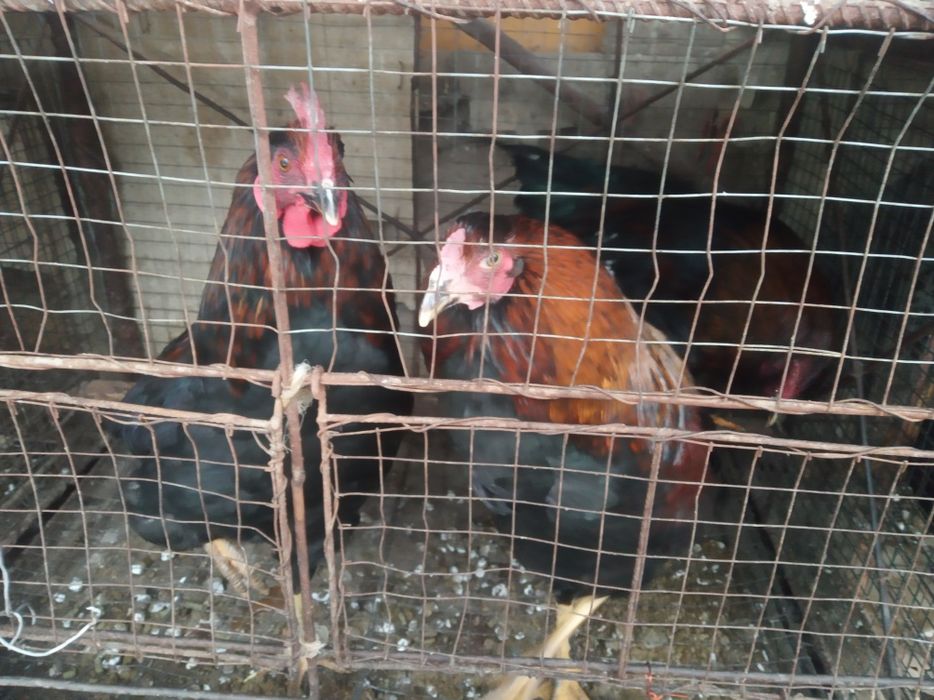 Qizil xurozlar sotiladi